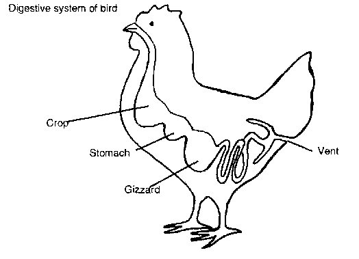 Hindustan Animal Feeds | layer chicken feed manufacturer, layer chicken