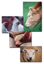 Hindustan Animal Feeds | goat feed manufacturers, cattle feed suppliers,  sheep feed exporters, horse feed distributors, camel feed retailers, pig  feed, chicken feed, poultry feed, stock feed, animal feed, lamb feed, zoo